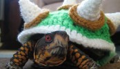 Bowser Cosplay Is A Cute Disguise For Your Turtle