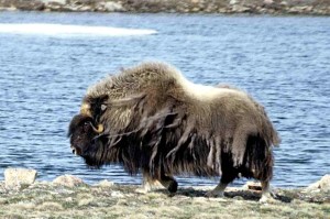 Muskox_02-25.06.98