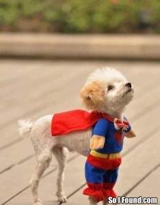 silly-superman-dog-costume