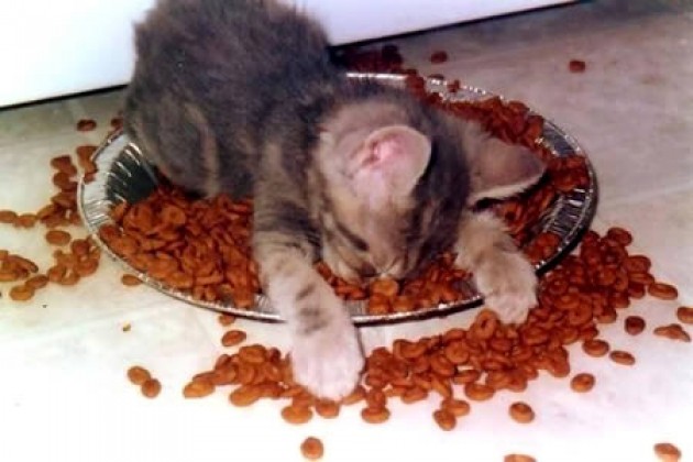 cute-kitten-sleeping-in-food-e1352791069354