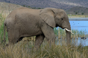 Look, Mr. Frodo, an oliphant.  (I couldn't find an in-game image so you get this.)